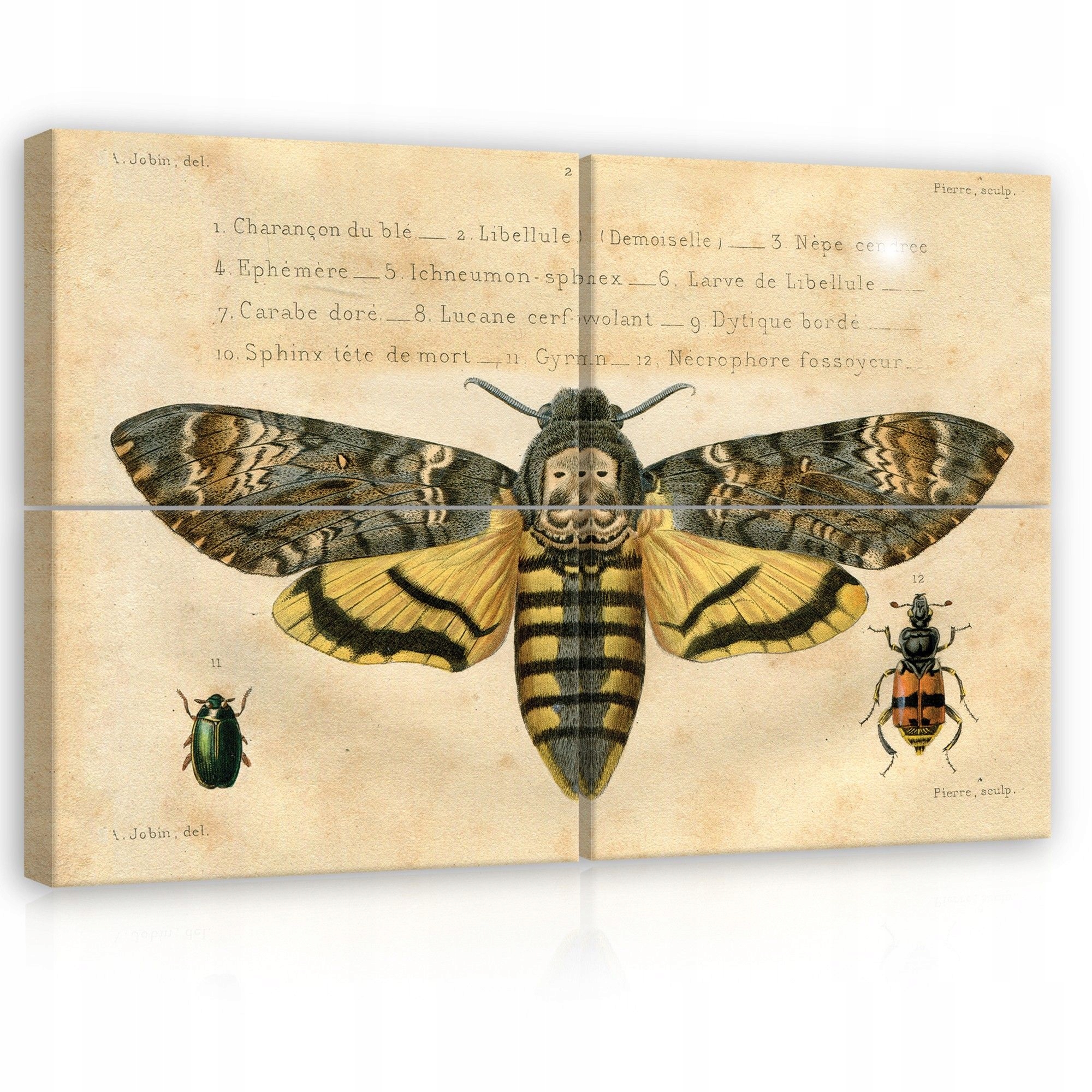 Obraz 120x80 Vintage vedecká ilustrácia hmyz motýľ smrť hlavička chrobáka