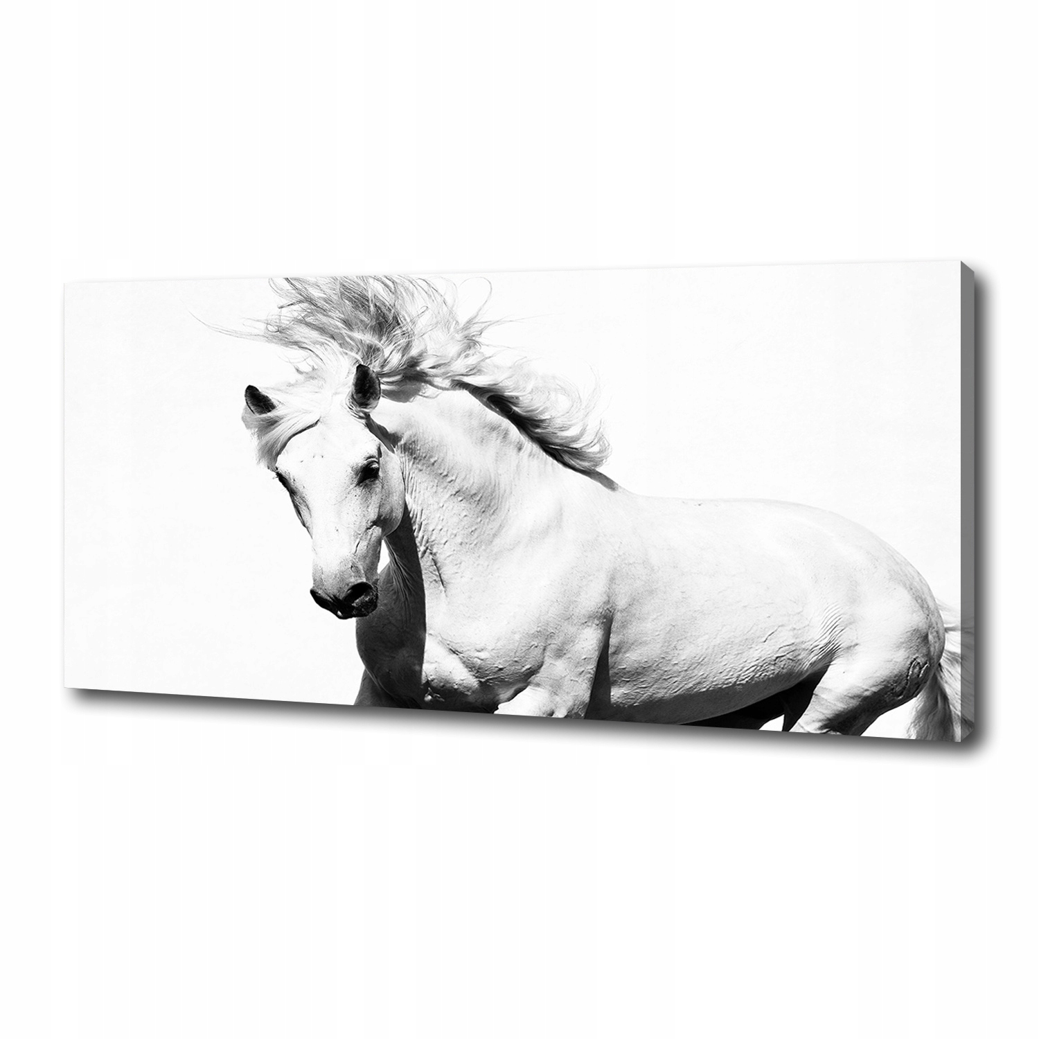 

Foto obraz canvas na ścianę Biały koń 125x50 cm