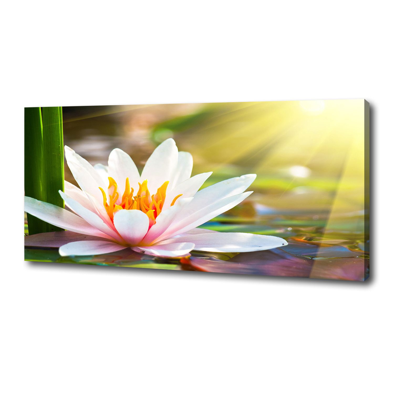 

Foto obraz canvas na ścianę Lilia wodna 125x50 cm