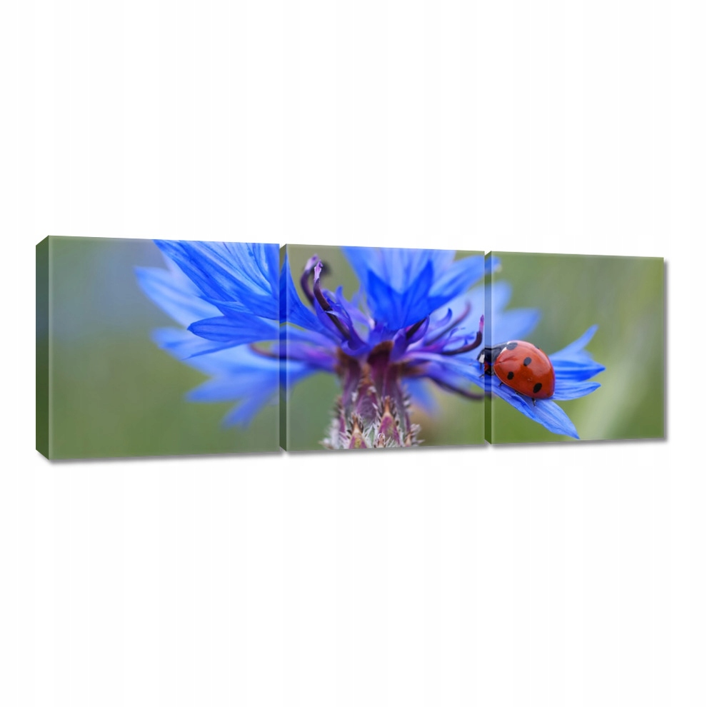 

Obrazy 60x20 Haber z biedronką