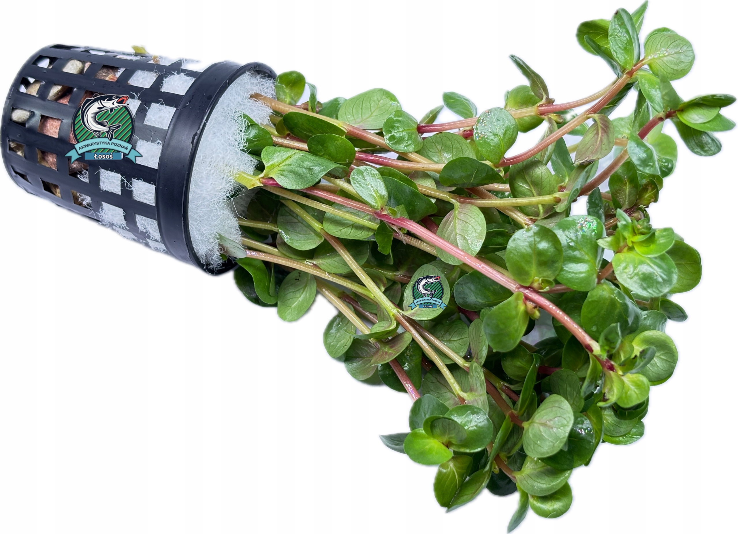 Rotala rotundifolia [koszyk]