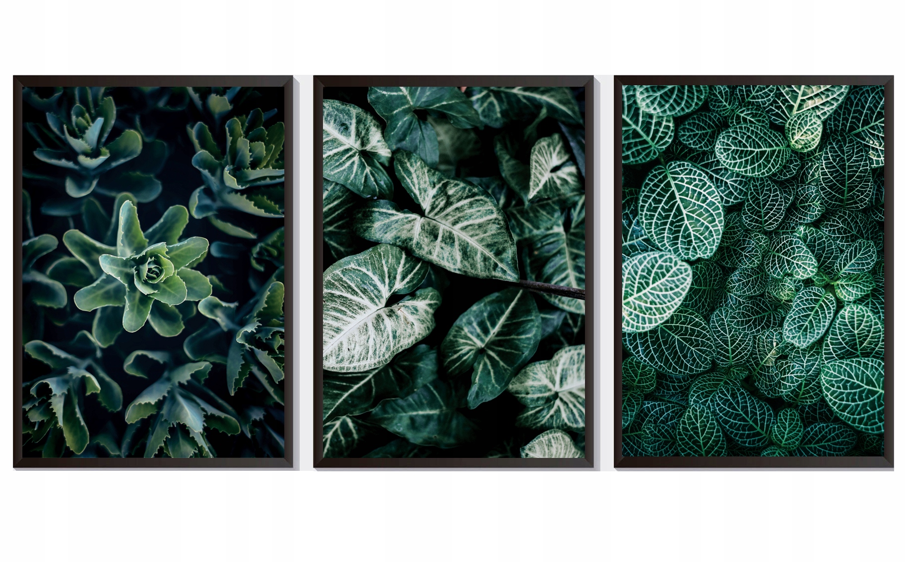 OBRAZY PLAKATY ZESTAW 3 SZTUKI A4 ROŚLINY LIŚCIE