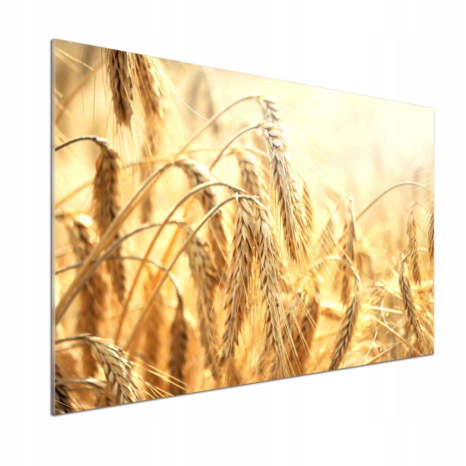 Sklenený panel do kuchyne Obilniny 100 x 70 cm Lepidlo