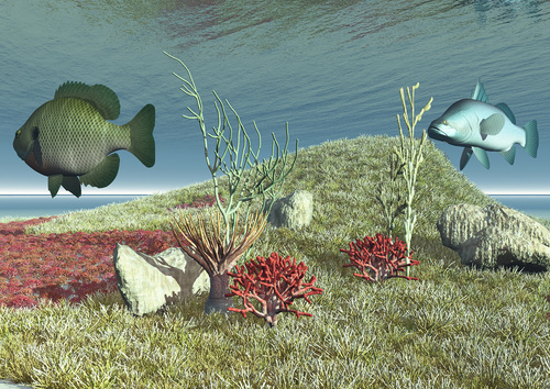 

Fototapeta flizelina na wymiar Dno morskie ryby