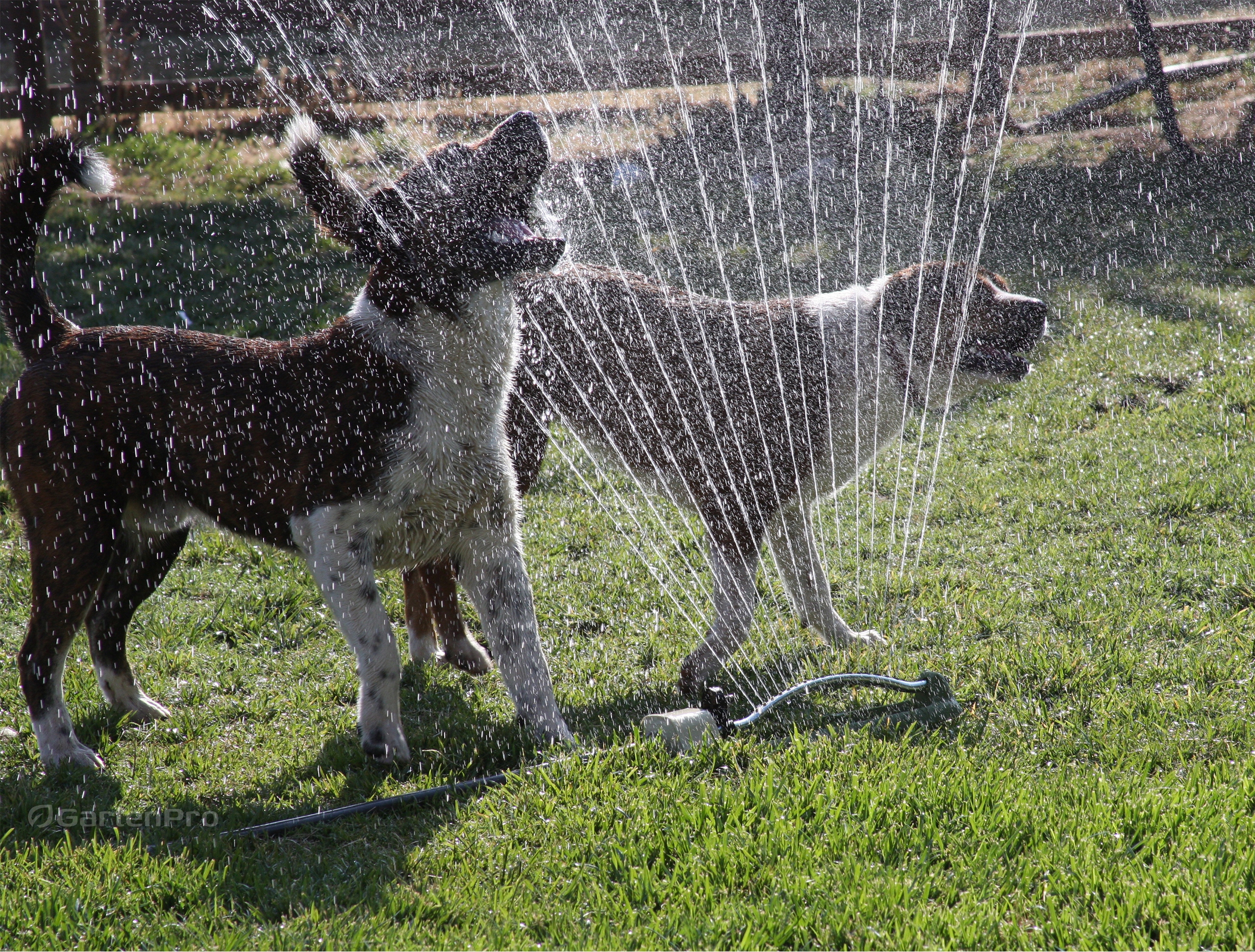 ZRASZACZ WAHADŁOWY OSCYLACYJNY OGRODOWY DO PODLEWANIA NAWADNIANIA OGRODU Kod producenta GA003