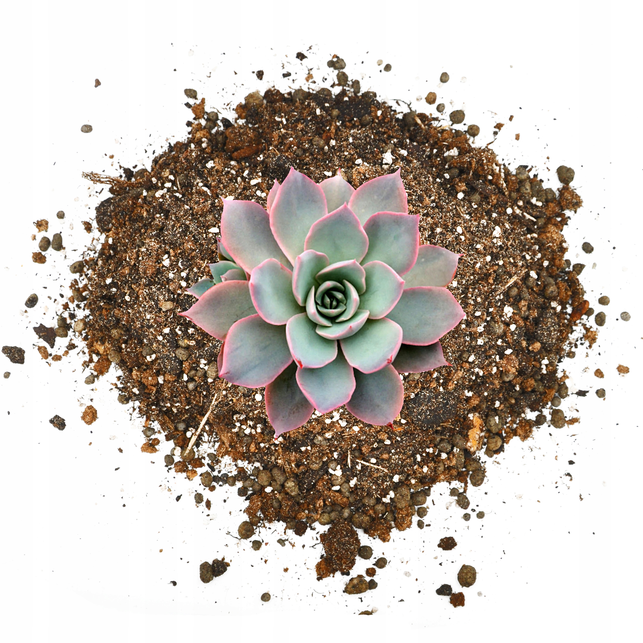 

Podłoże do Sukulentów i Kaktusów Ziemia Bio 2L