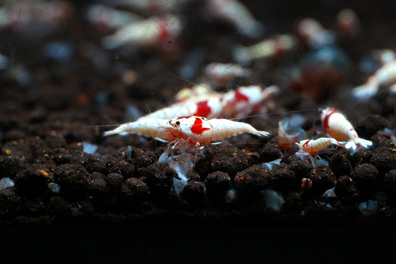 Krewetki PRL (Pure Red Line) Caridina
