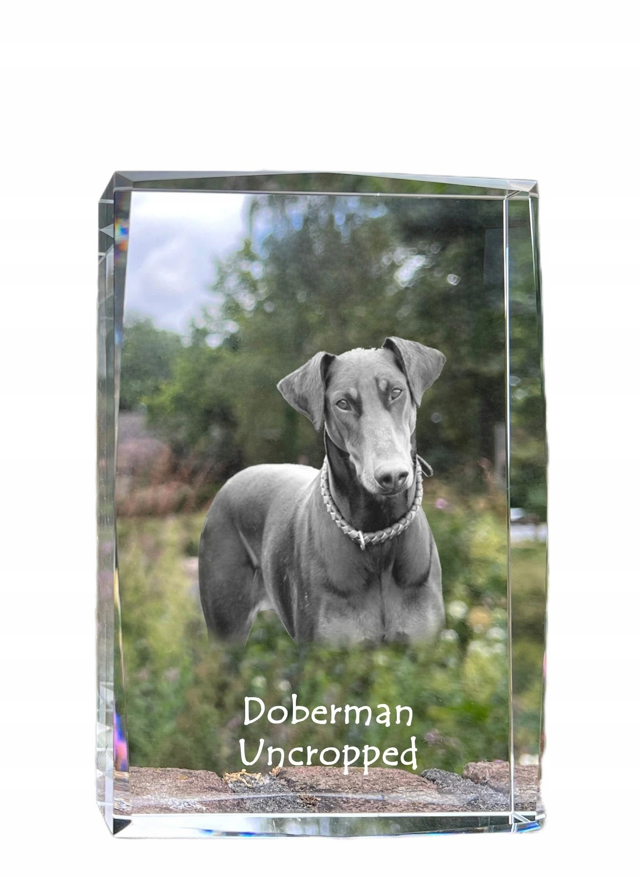 Doberman fotografia psa v kryštáli, suvenír, trofej, poďakovanie