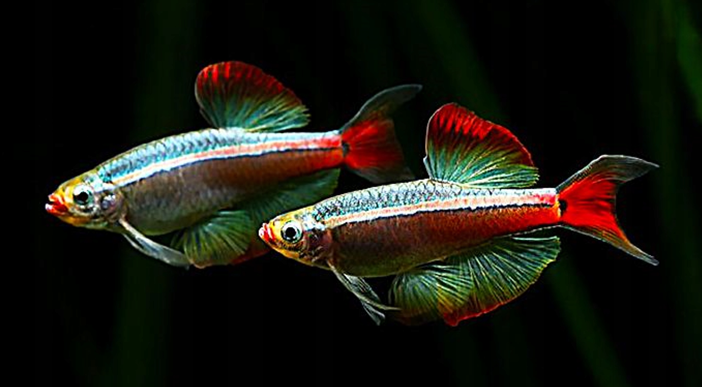 Китайский кардинал-tanichthys albonubes