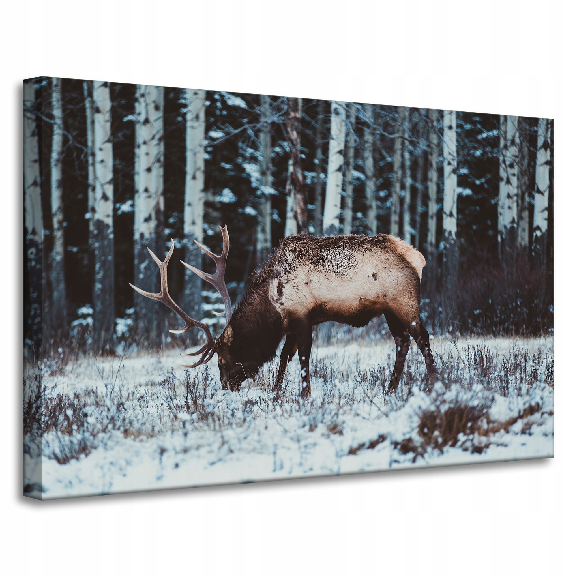Obraz Canvas Zvířata Jelen kanadský 90x60 cm