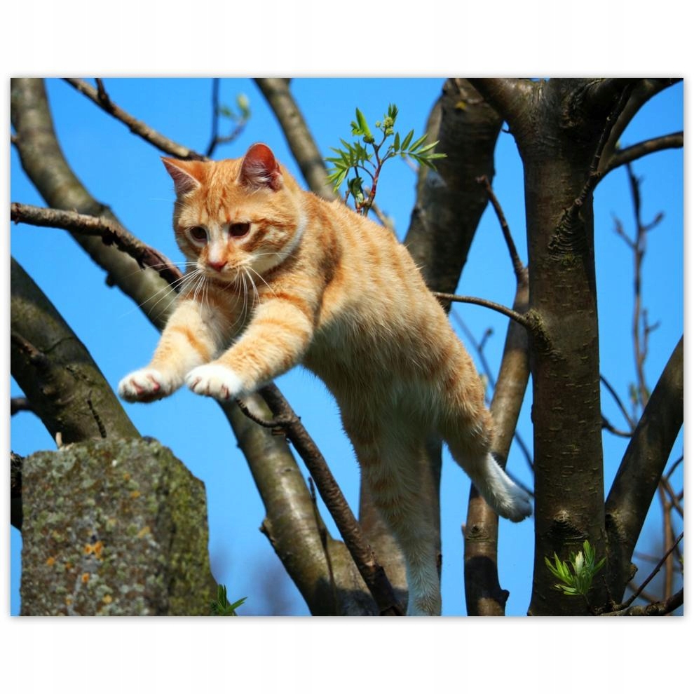 

Plakat 50x40 Kot Kotek Koty Kicia
