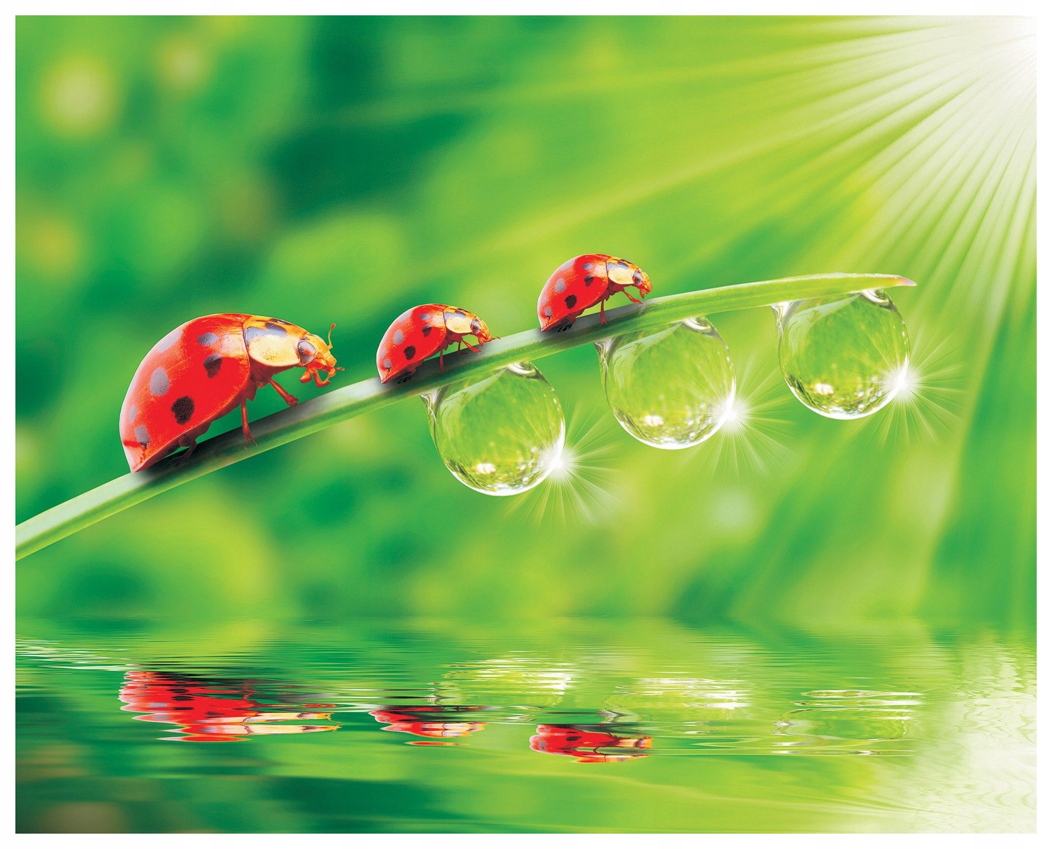 Fototapeta Čtyři sluníčka rosa odraz klid harmonie 250x175 lepidlo