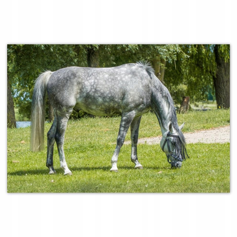 

Plakaty 60x40 Na wypasie