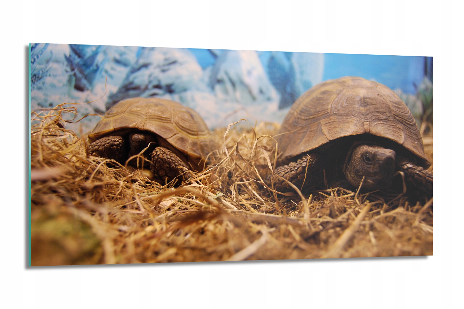 nástenný kuchynský panel Korytnačky v terárium 100x50