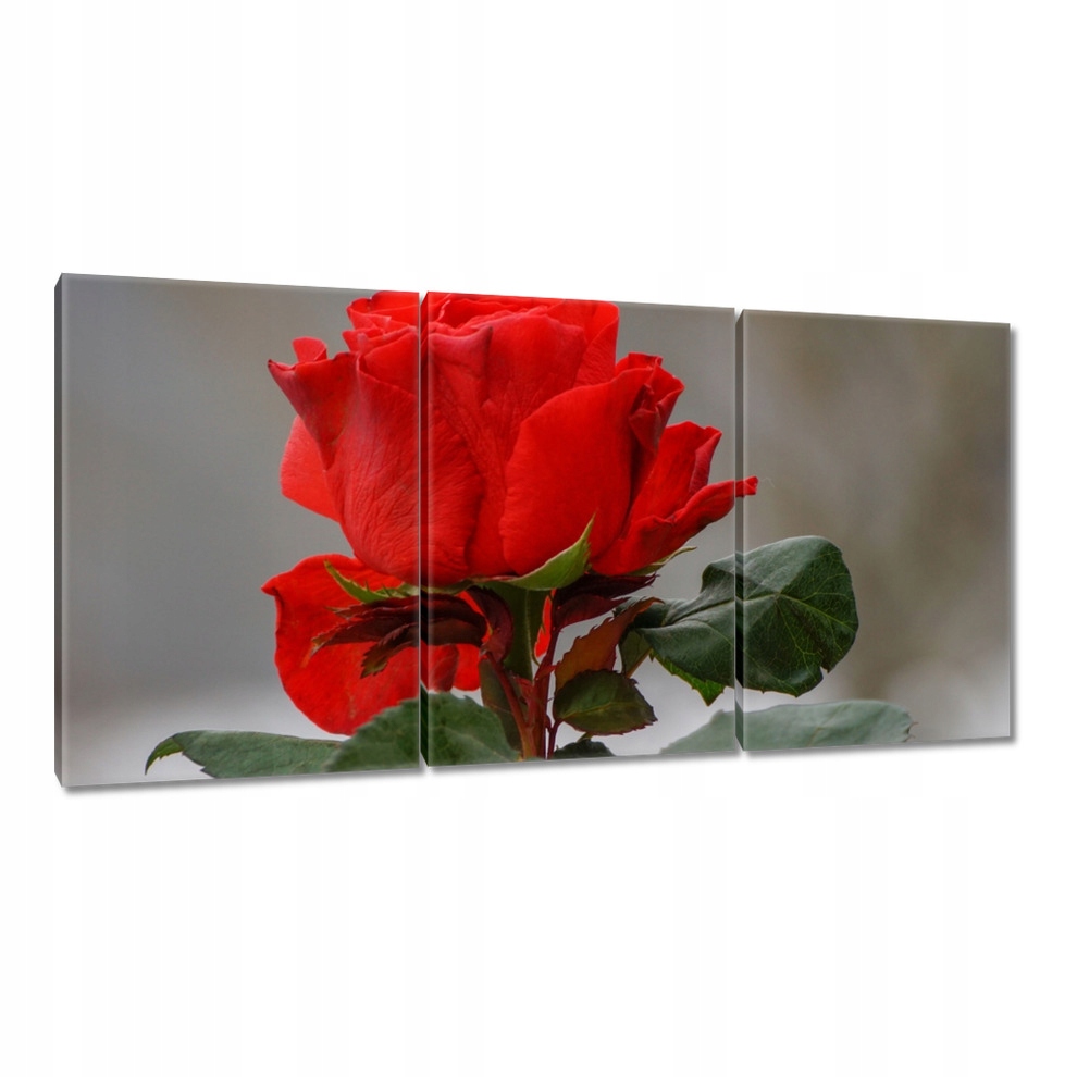 

Obrazy 120x60 Róża Kwiat Kwiaty Róże