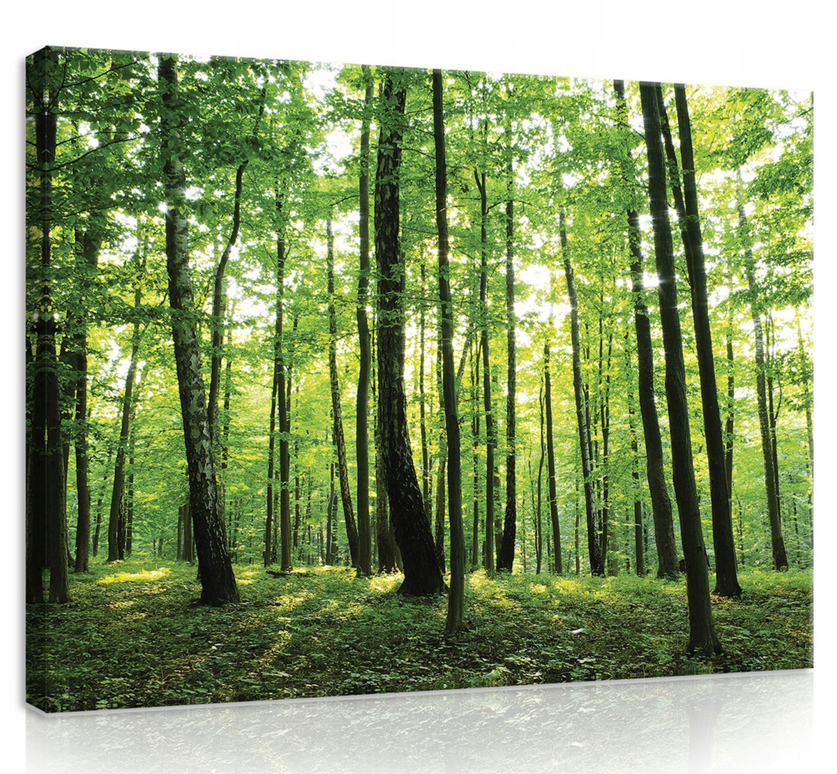 Obraz Na Plátně Canvas 80x60 Les Stromy Zeleň