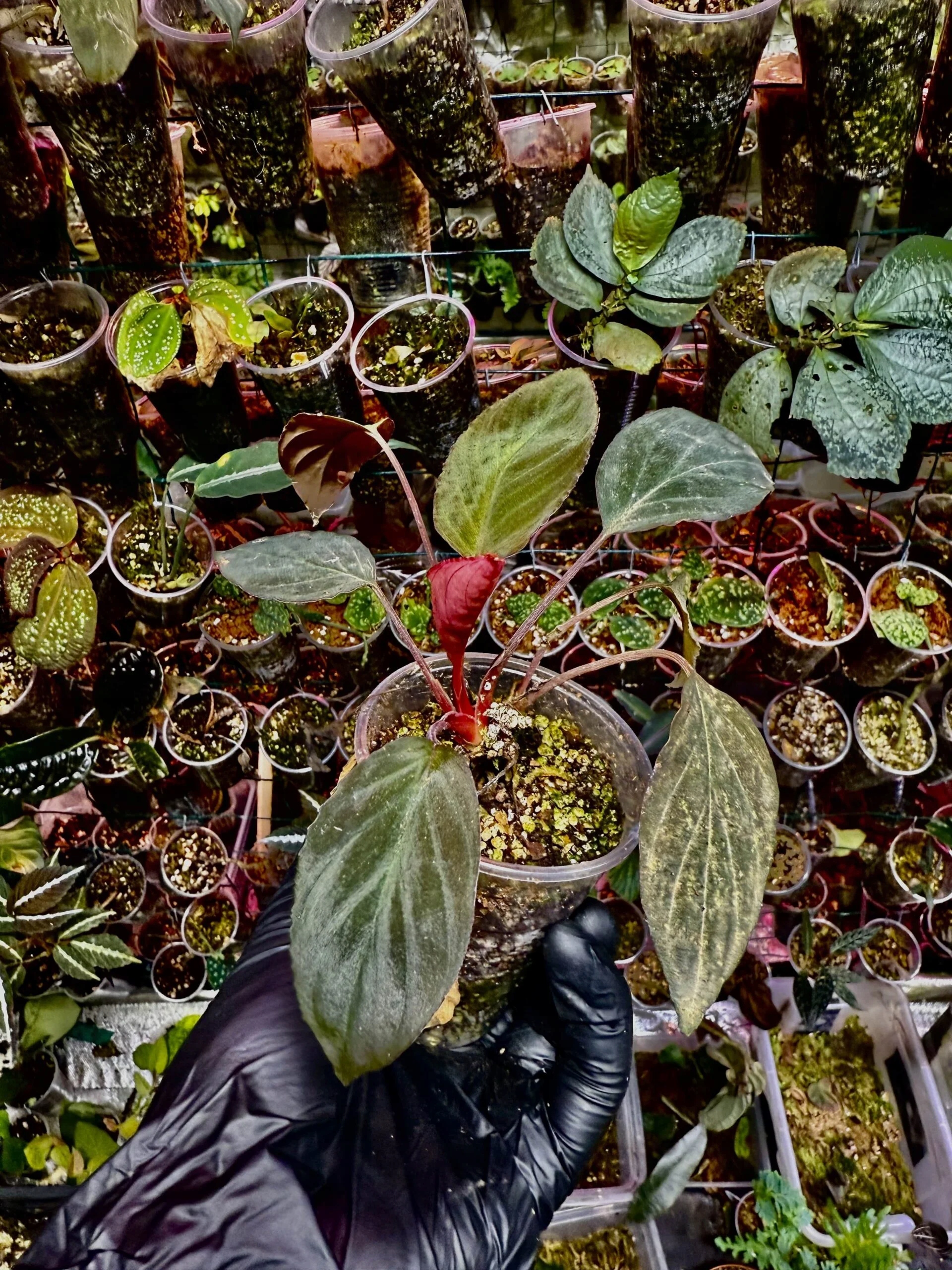 Homalomena Humilis sp. „Mini” rostlina akvárium paludárium exotické