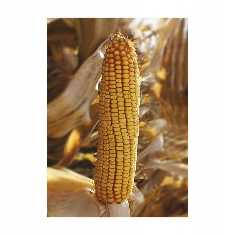 Semena kukuřice Kukuřice Alibi Fao 290