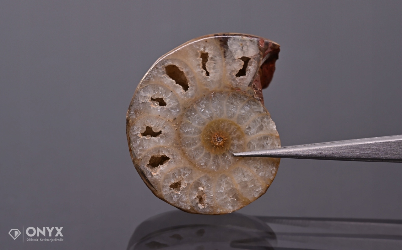 Amonit z Madagaskaru nepravidelný 33x28 mm