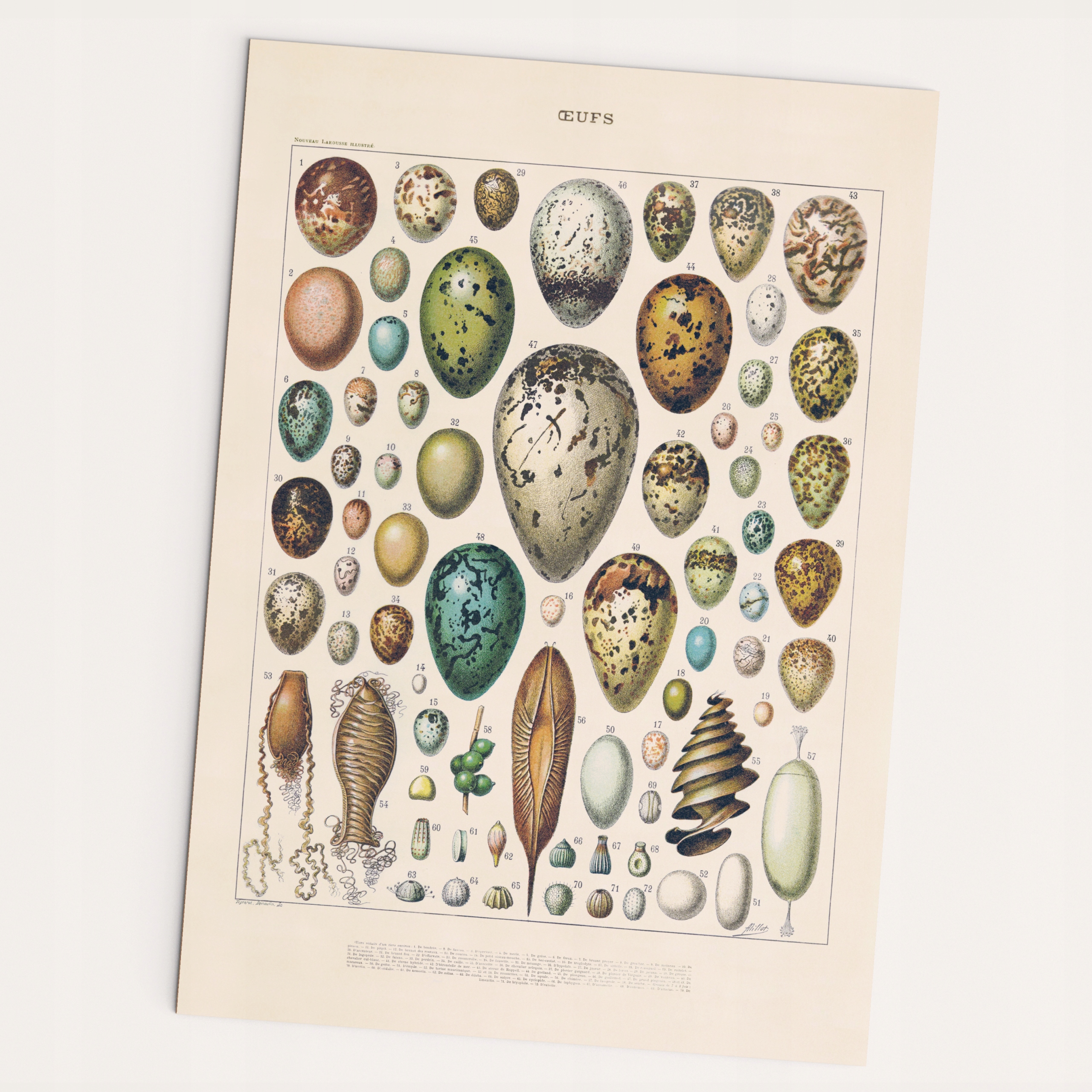 

Plakat Oeufs A2 jaja ptaków vintage