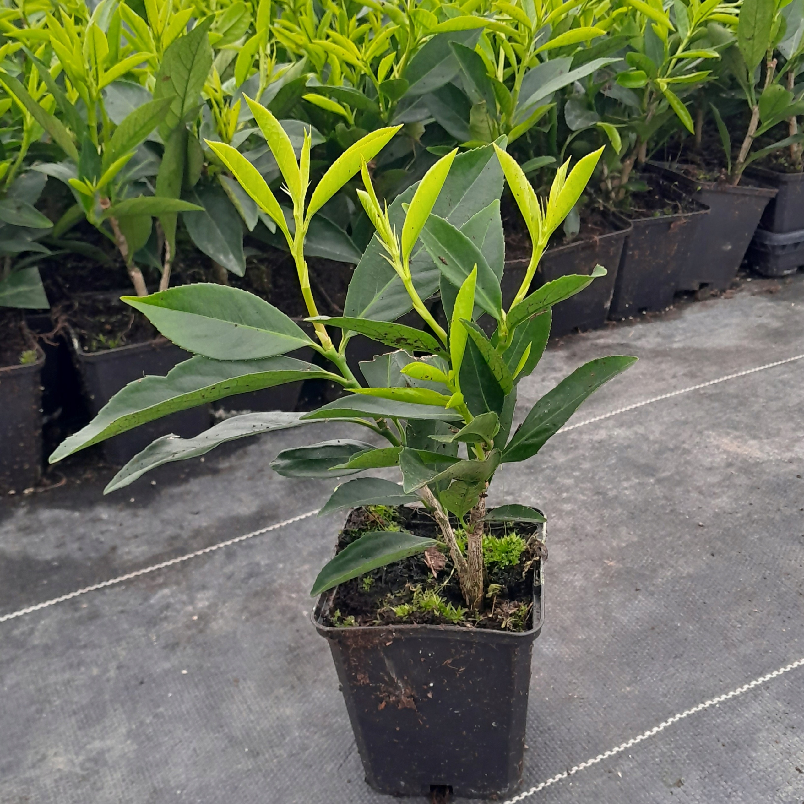 HIT LAUROWIŚNIA WSCHODNIA CAUCASICA WIELOPĘDOWA W DONICY P9 PRUNUS