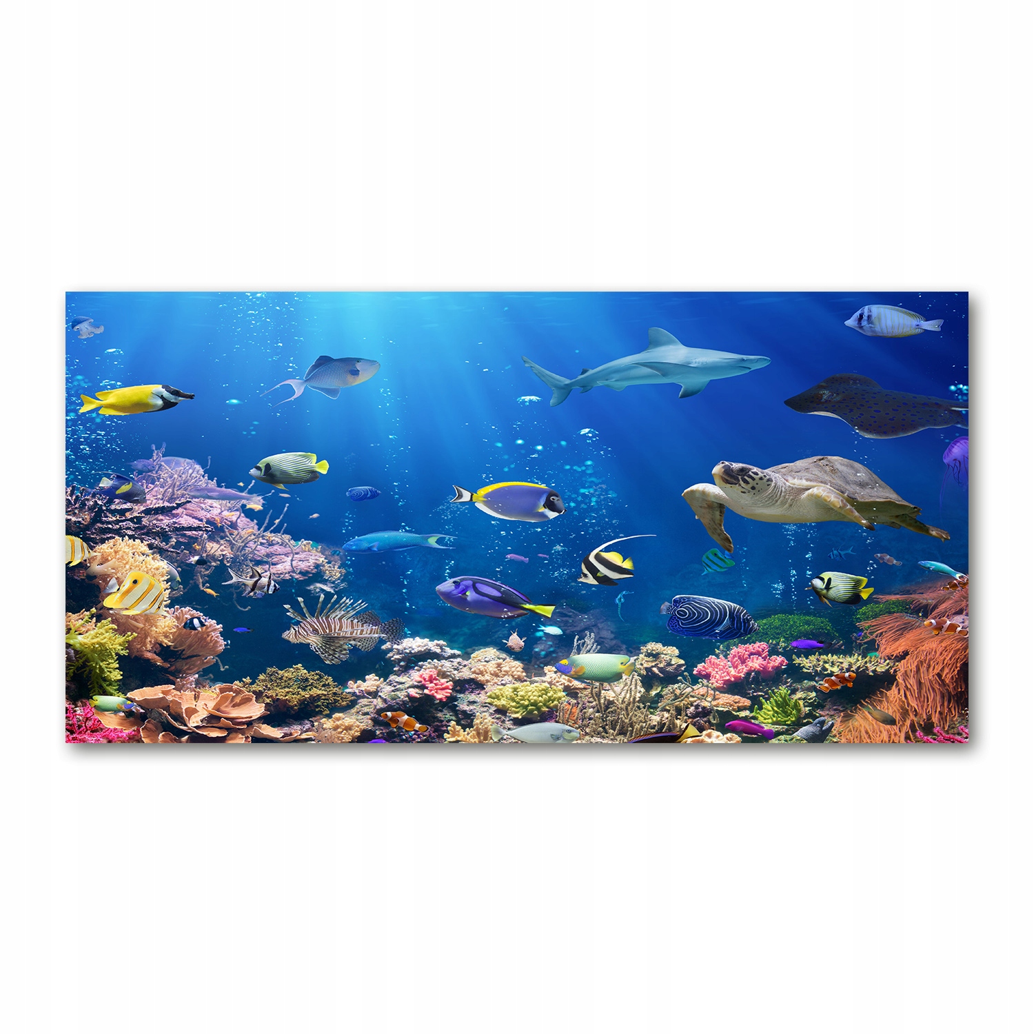 

Foto obraz akryl Rafa koralowa zdjęcie 140x70 cm