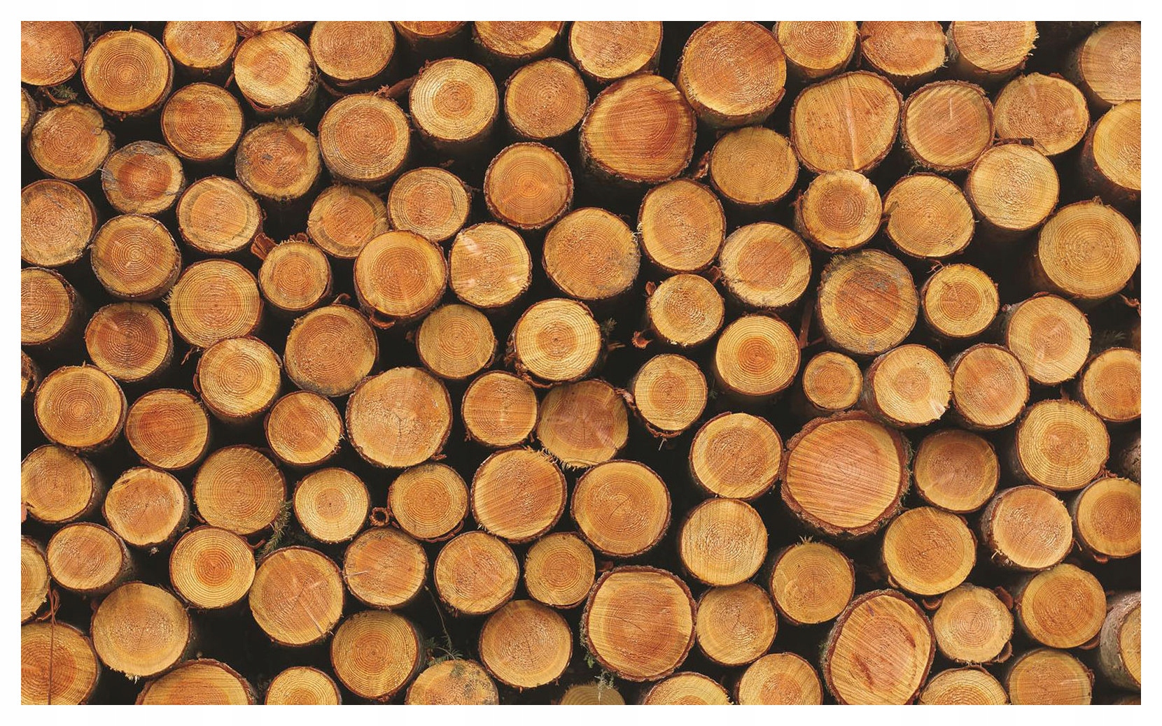 Fototapeta Drevo plesy textúra lesa prírodná vinylová 208x146 lepidlo