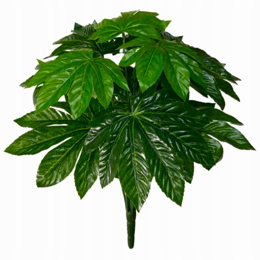 

Bukiet Liści Rycyna Liście W Bukiecie 12 Monstera