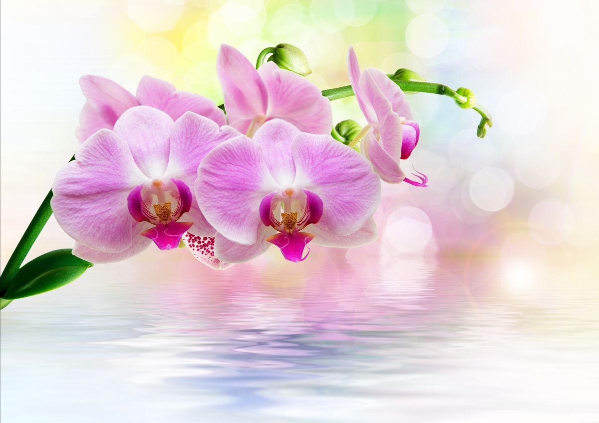 

Tapeta flizelinowa Orchidea Róż 312x219
