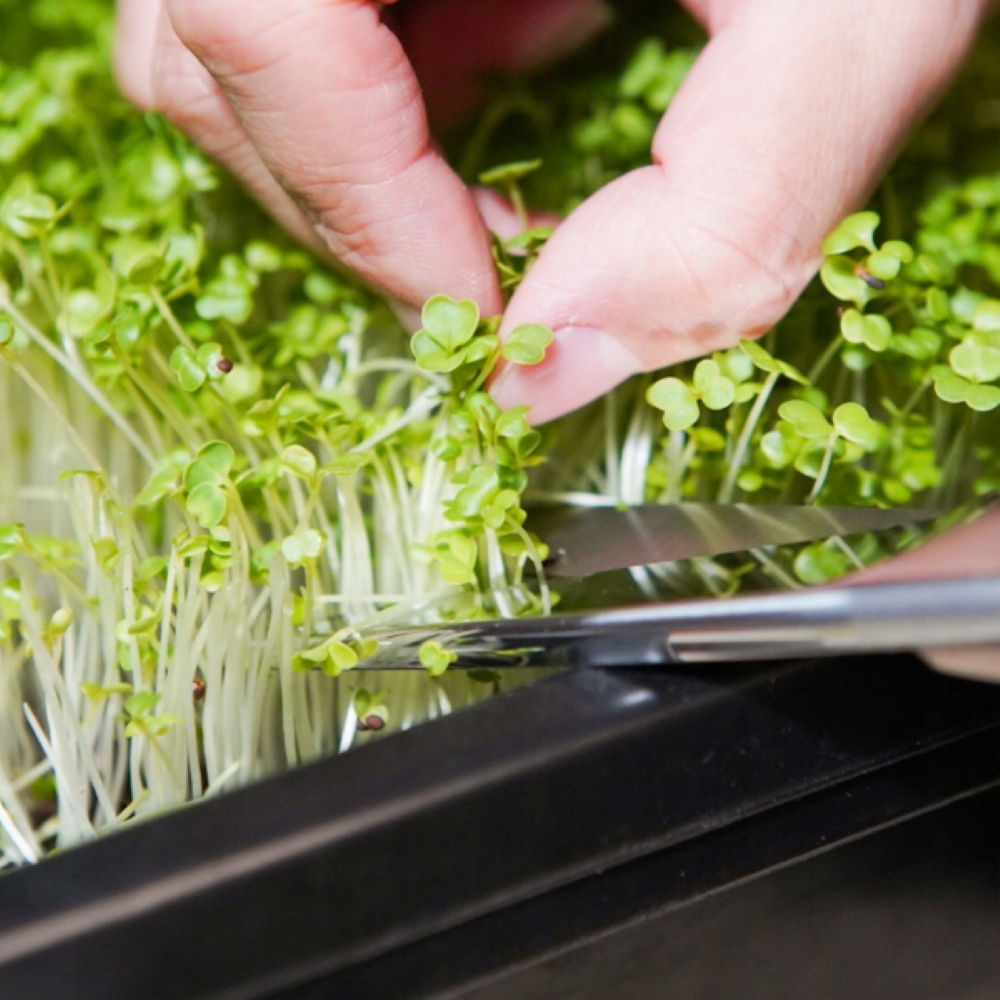 TORAF MICROGREENS MŁODE LISTKI ZESTAW 4 ROŚLIN MAT BOMBA WITAMINOWA NASIONA