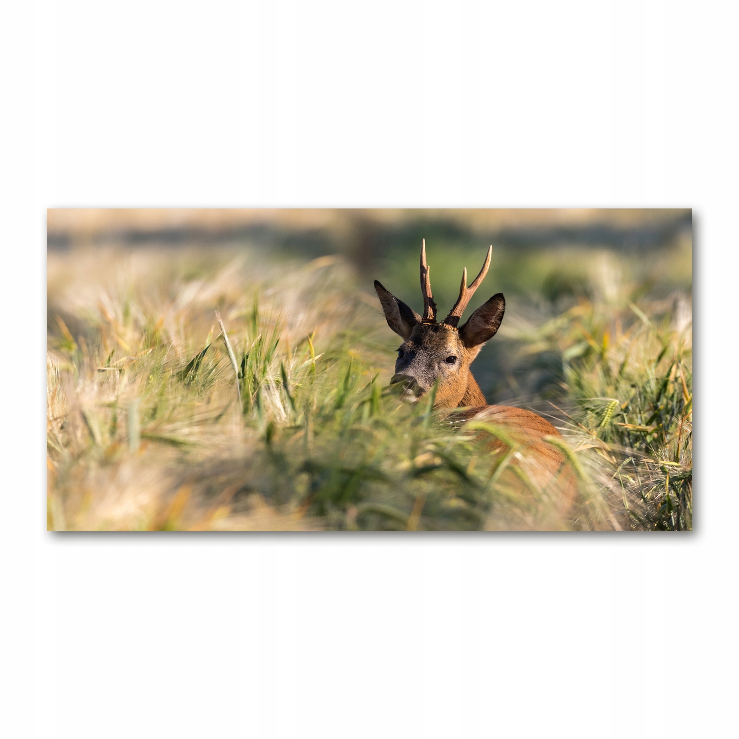 

Foto-obraz szkło hartowane Sarna w polu 140x70