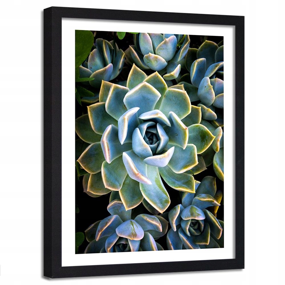 

Obraz W Ramie Sukulent Natura Plakat 40x60