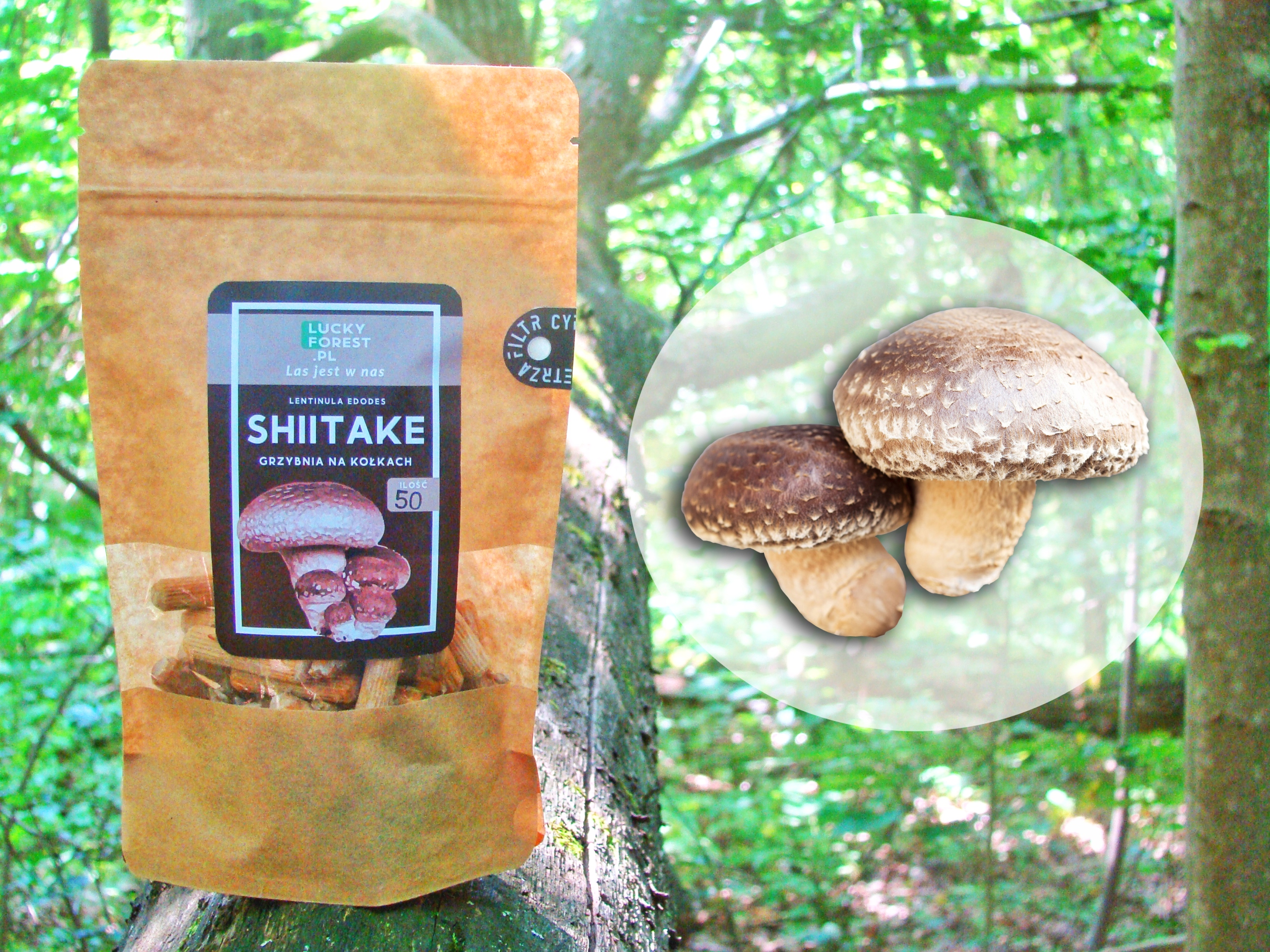 

Shiitake L. Edodes Grzybnia Na Kołkach 50 Szt