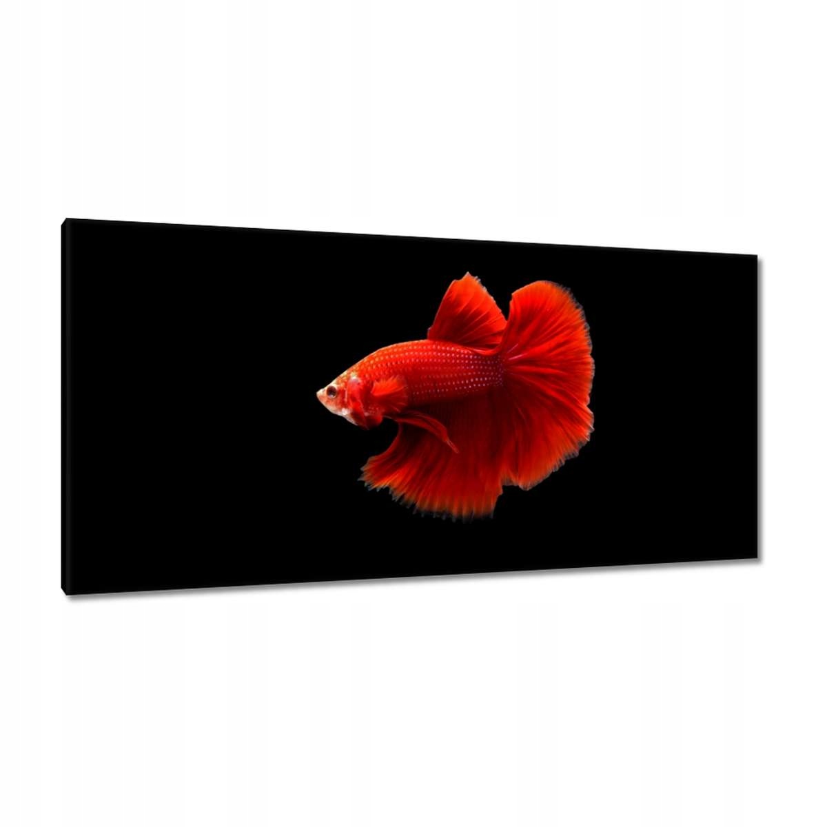 Obrazy 115x55 Červený bojovník rybka