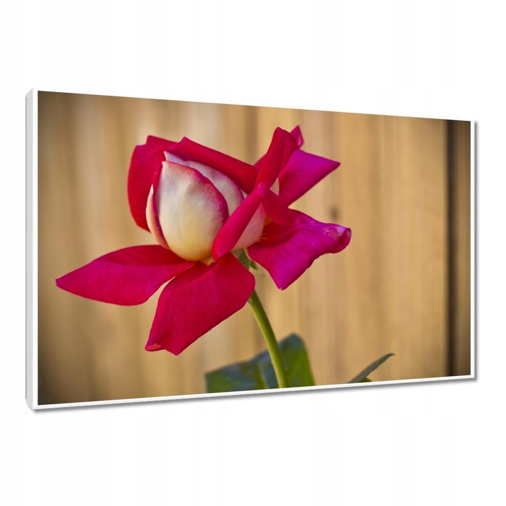 

Obrazy 90x60 Dzień Kobiet Prezent Love