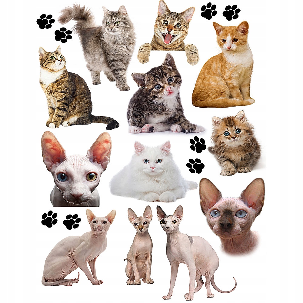 TATUAŻE ZMYWALNE DLA DZIECI DZIECIĘCE KOTY WZORY JAKOŚĆ Marka inny