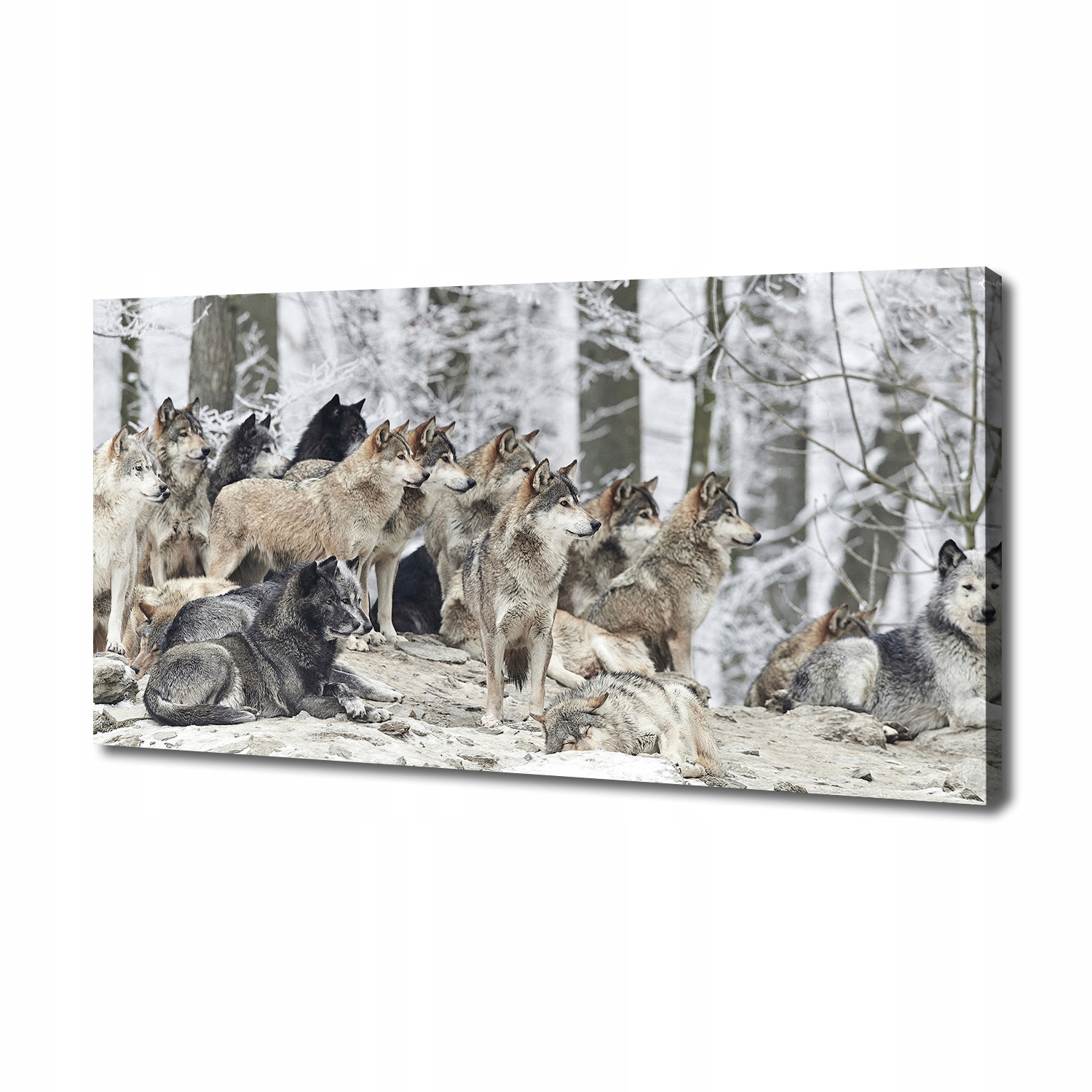 

Foto obraz canvas na ścianę Wilki zimą 140x70 cm