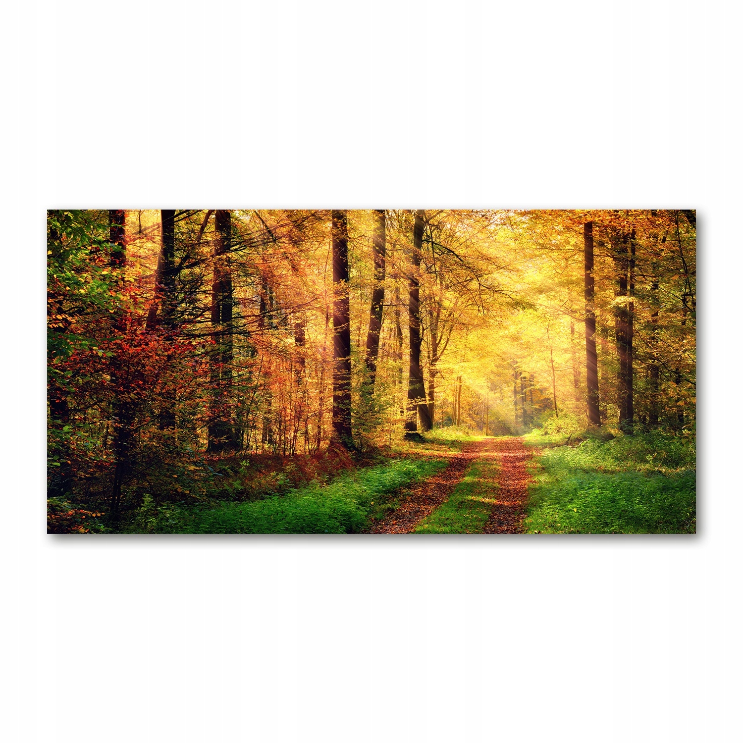 

Foto-obraz akrylowy Las jesienią zdjęcie 140x70 cm