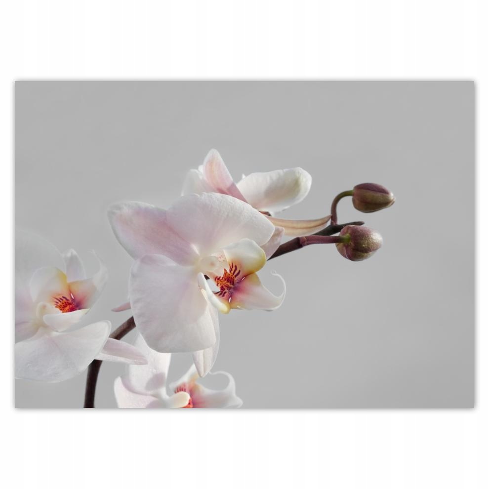 

Plakaty 70x50 Orchidea na ołówkowym tle