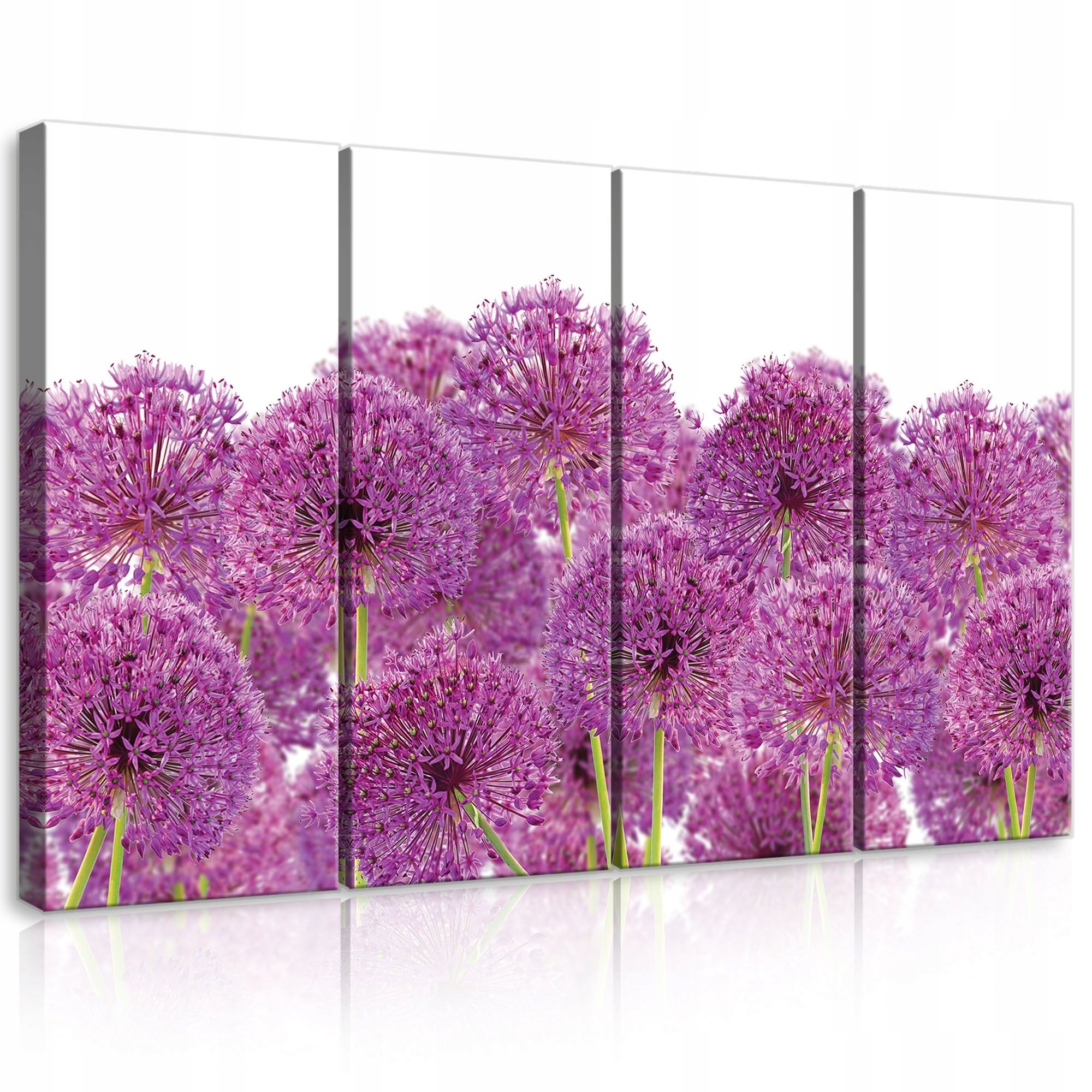 Obraz 120x80 Alium ozdobná cibuľa fialová guľovité kvetenstvo jar leto