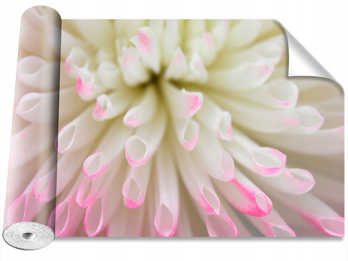 

Tapeta Samoprzylepna Biały aster 312x219