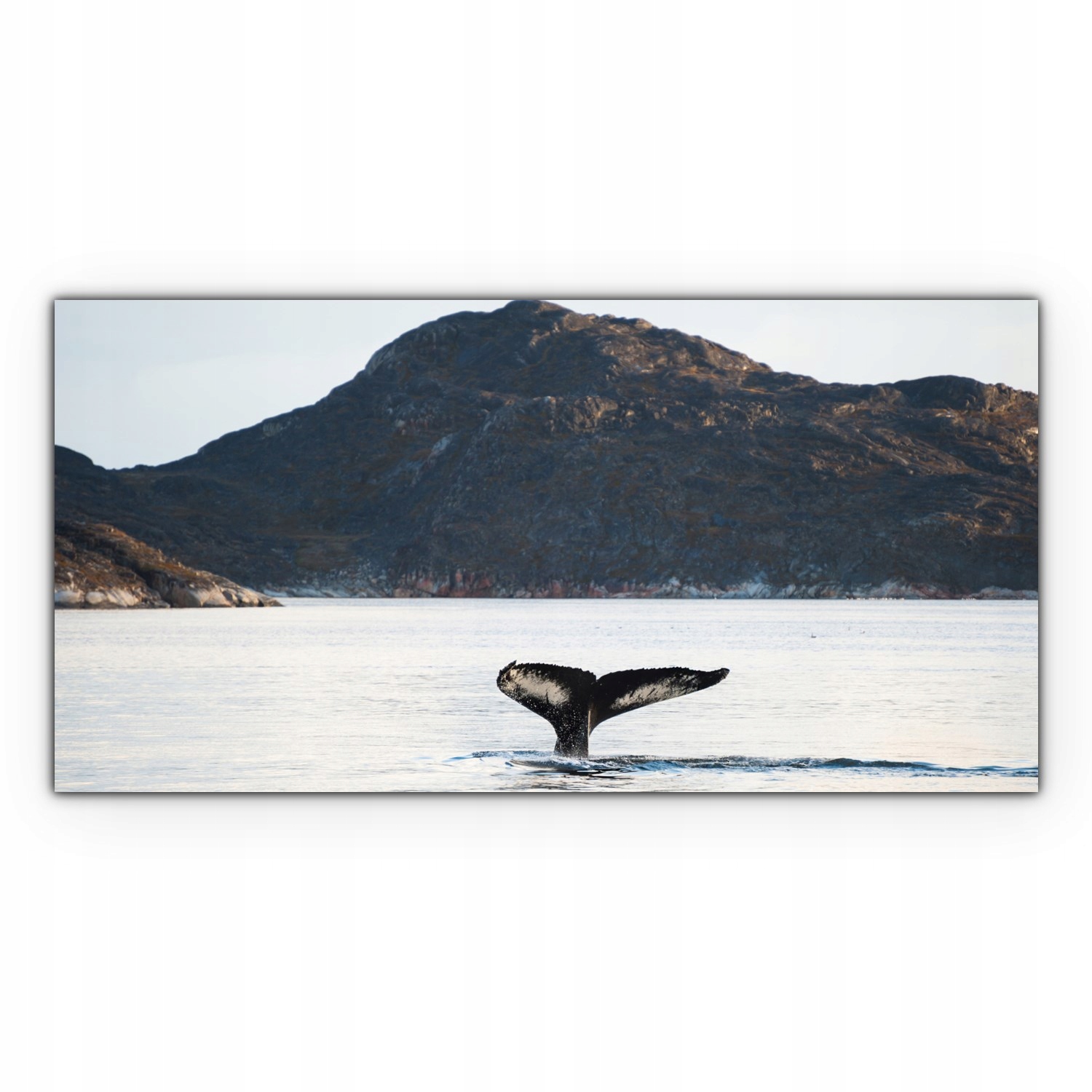 

Canvas na ramie ścienny 100x50 Wieloryb Grenlandia
