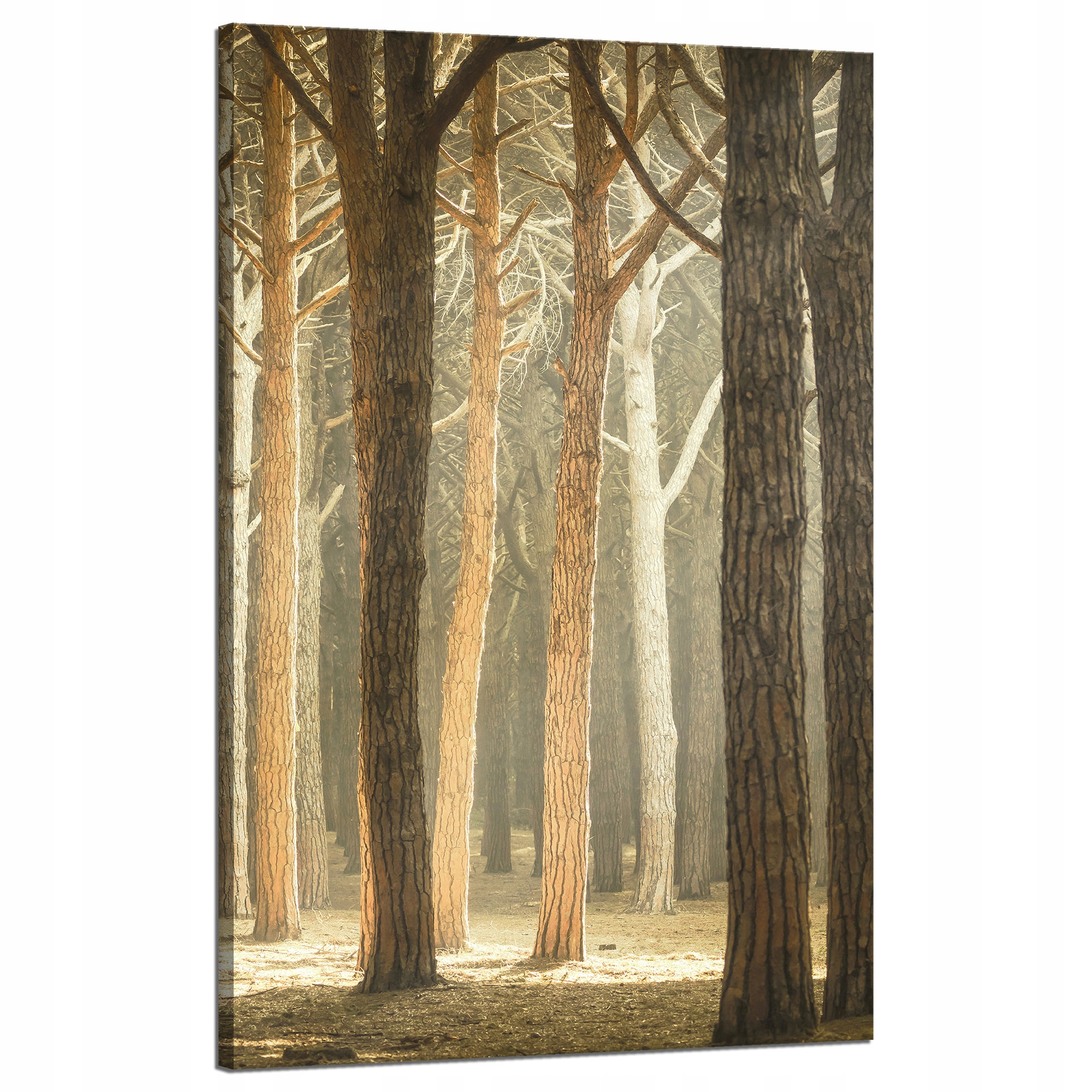 Obraz na plátně Stromy Světlo Příroda Les 50x80 cm