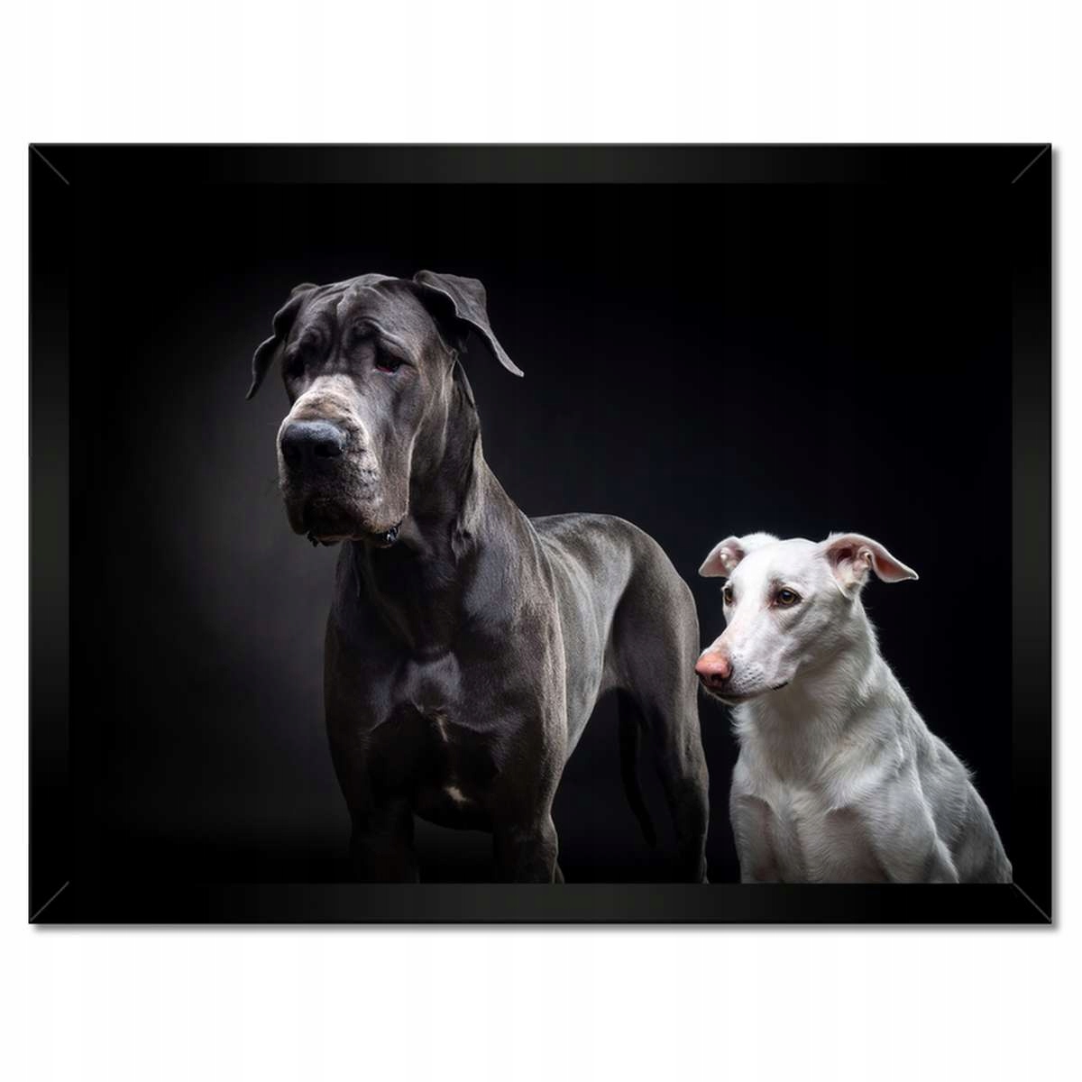 Plakáty v rámu 40x30 Dog Německý pejsek