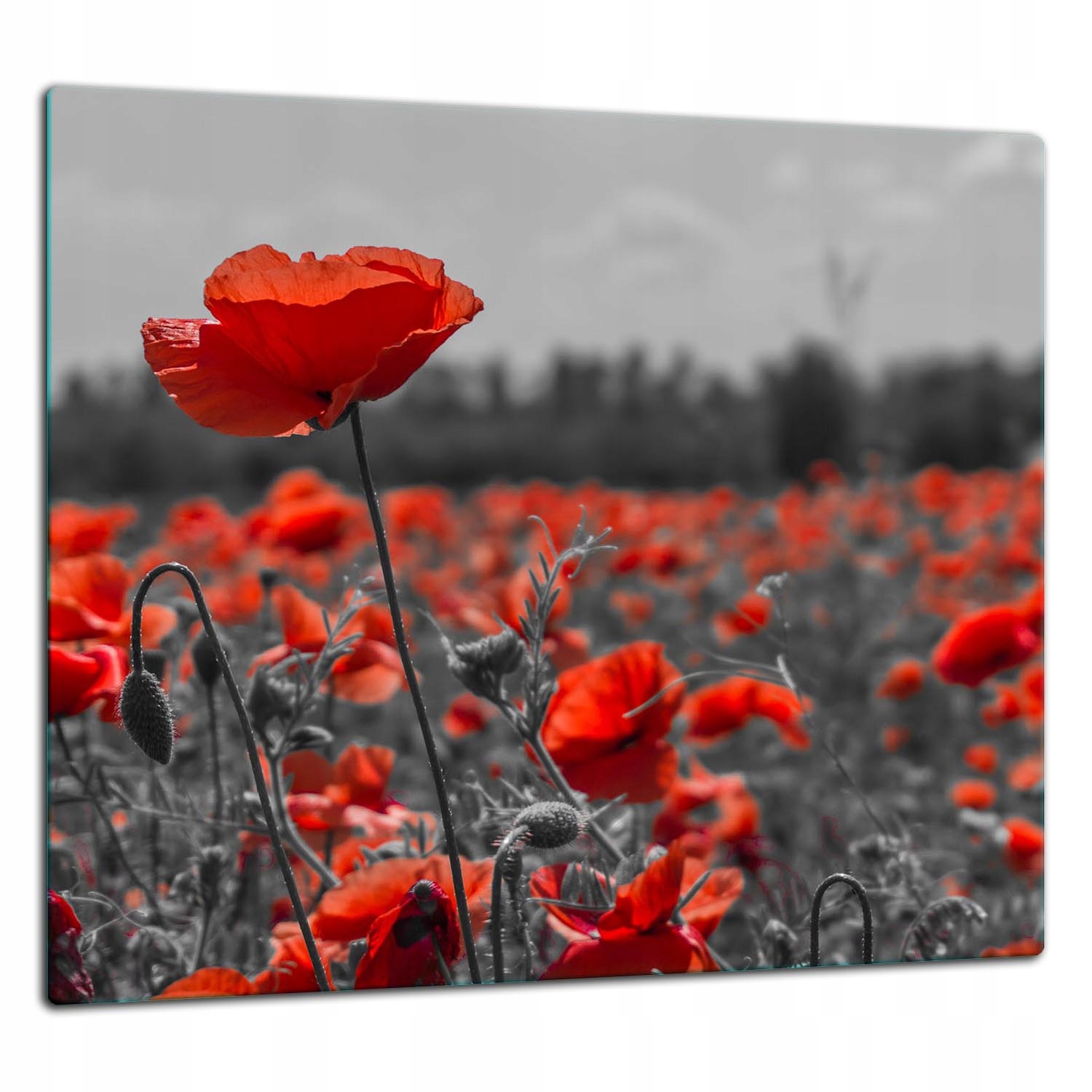 7v1 Skleněná Ochranná Deska Panel Lepidlo 65x60 Květiny