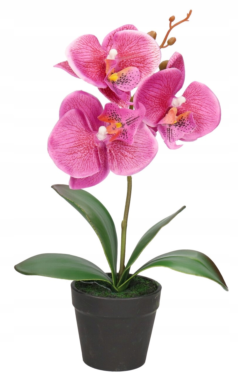 

Storczyk Orchidea Sztuczne Kwiaty W Doniczce