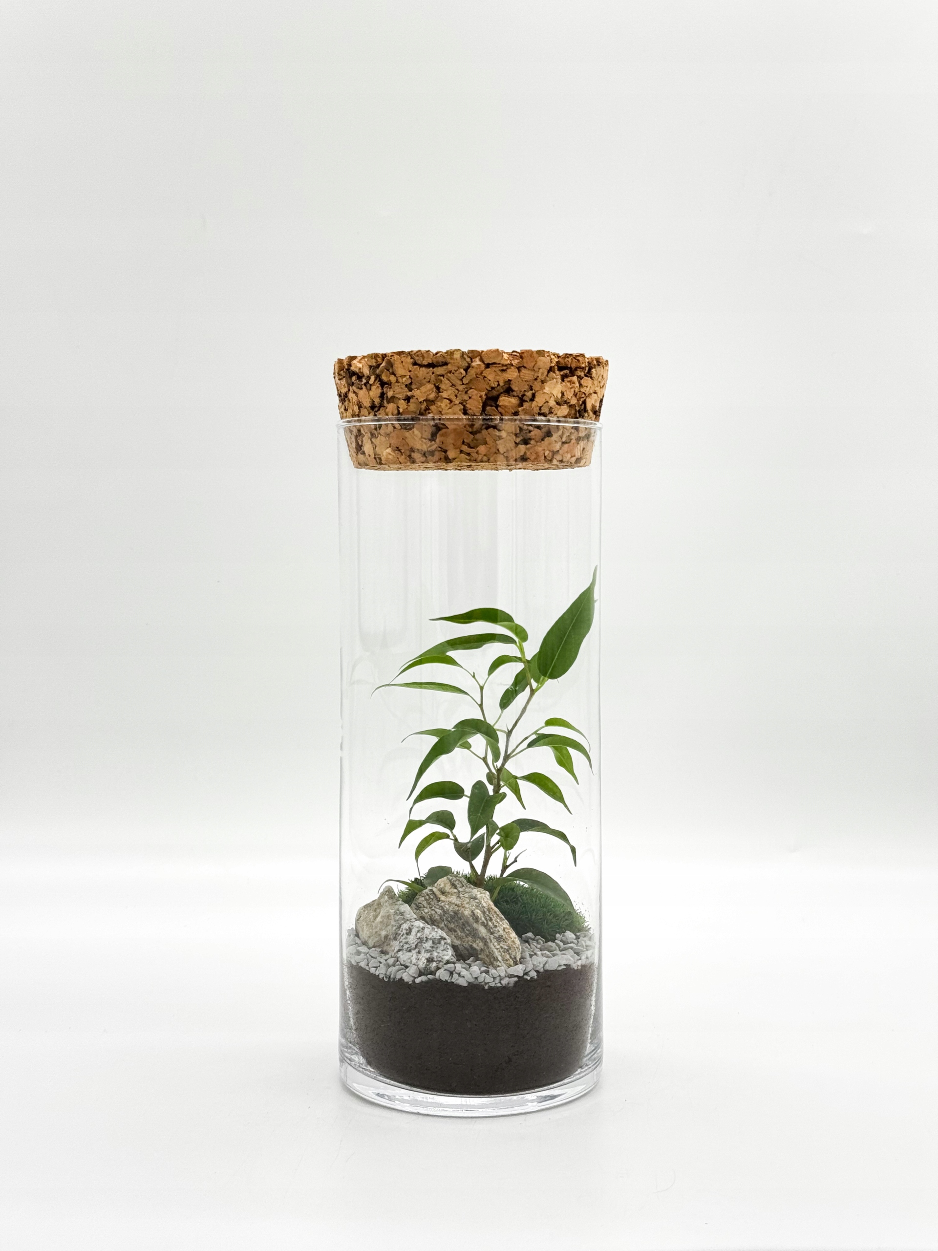 Les ve skle – hotová kompozice 25 cm Ficus Natasha Minimalistický Válec