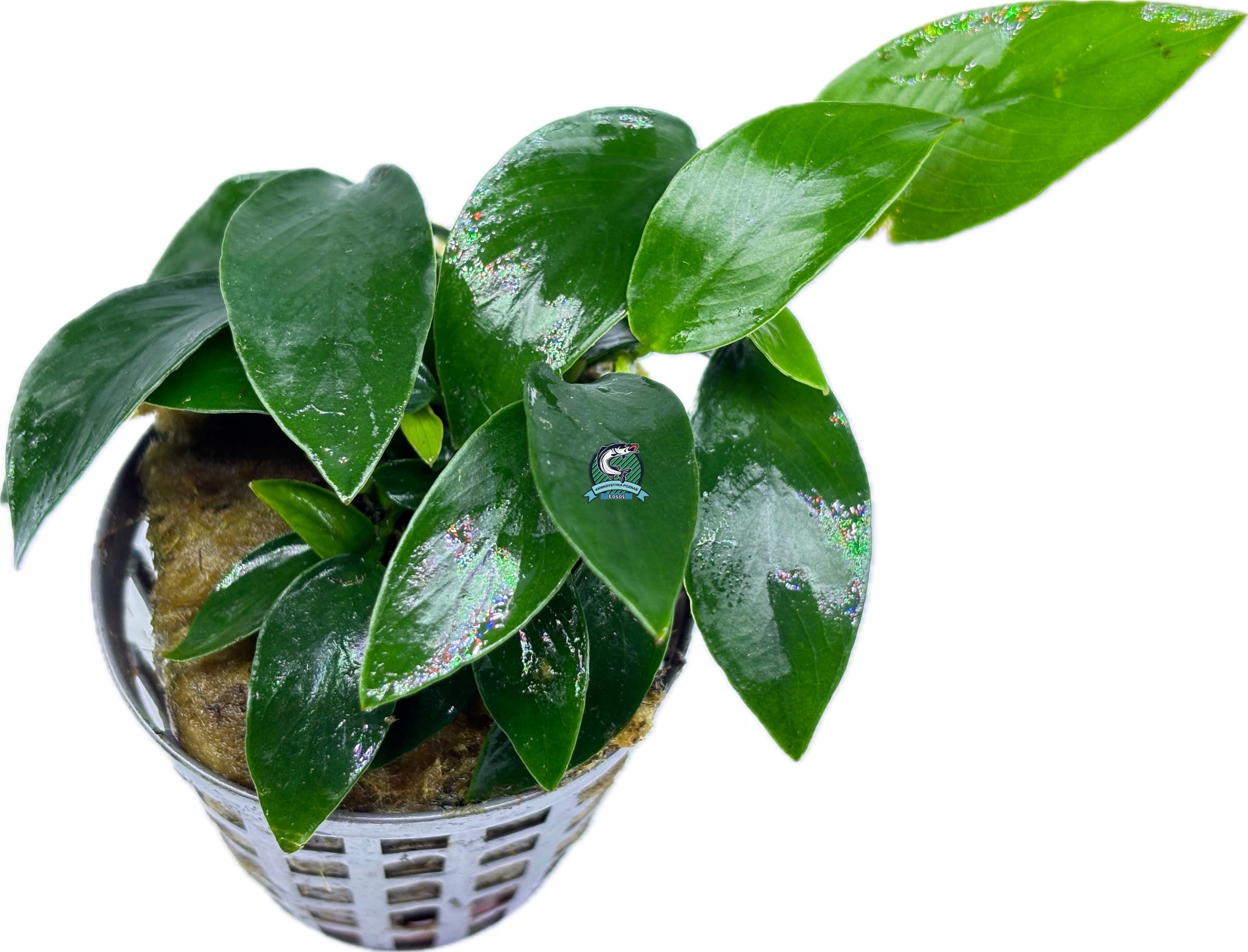 Anubias nana 'Mini' [koszyk]