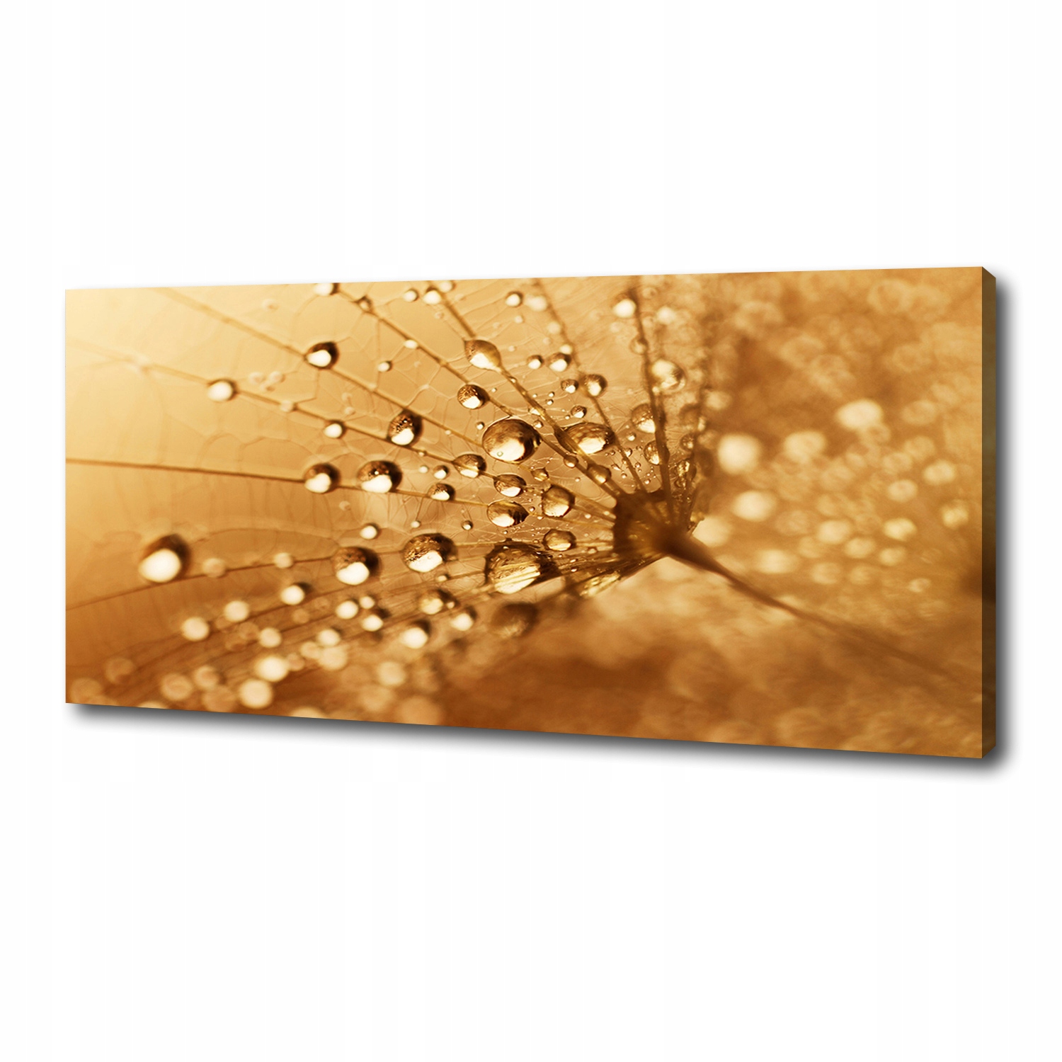 

Foto obraz canvas na ścianę Dmuchawiec 125x50 cm