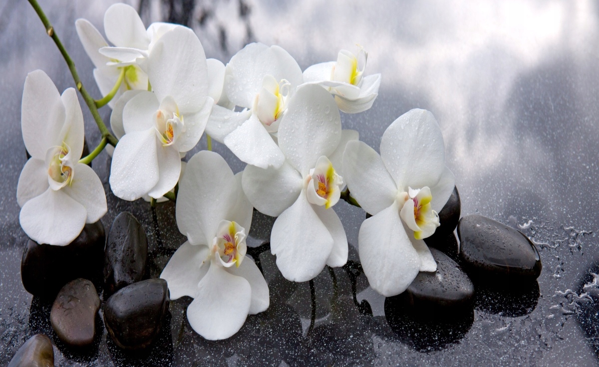 

Fototapeta Flizelinowa Orchidei Kamienie 416x254
